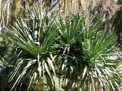 Yucca