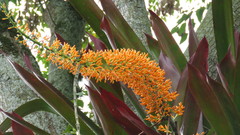 Aechmea latifolia