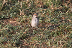 Passer rufocinctus