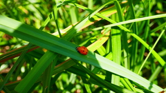Harmonia axyridis
