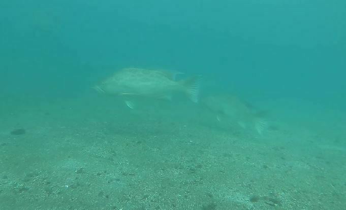 Photo of broomtail grouper (Mycteroperca xenarcha)
