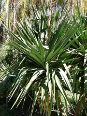 Yucca