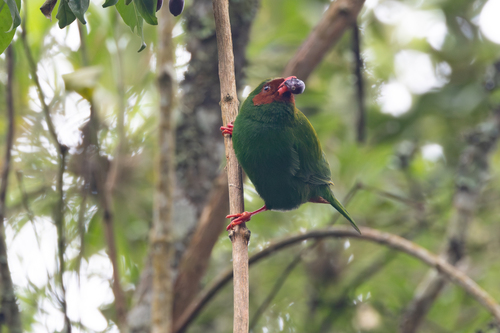 Grass-green Tanager (Chlorornis riefferii), photo 4