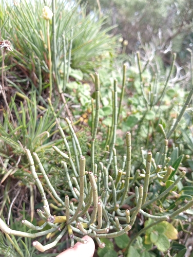 Image of Ephedra fragilis by (c) Andrés Romero Bravo, some rights reserved (CC BY)