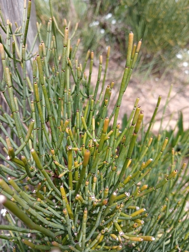 Image of Ephedra fragilis by (c) Andrés Romero Bravo, some rights reserved (CC BY)