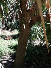 Yucca