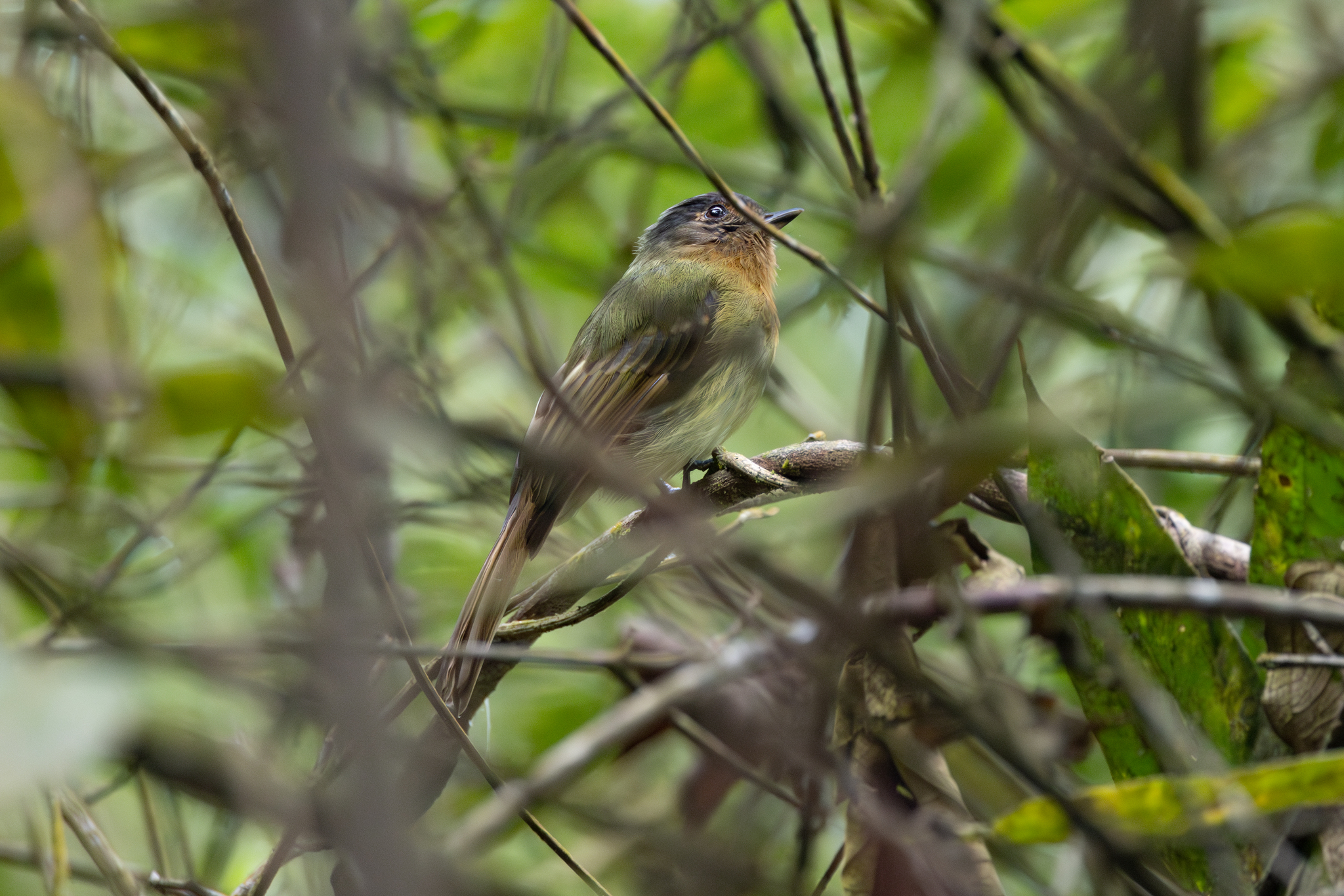 Rufous-breasted Flycatcher (Leptopogon rufipectus), photo 10