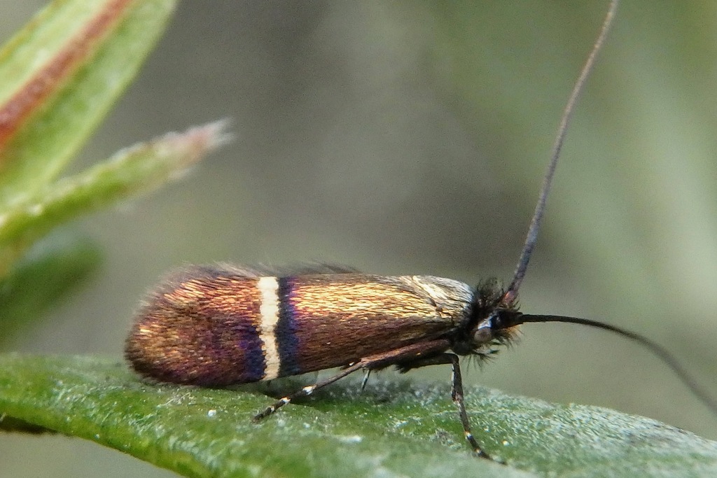 Adela collicolella