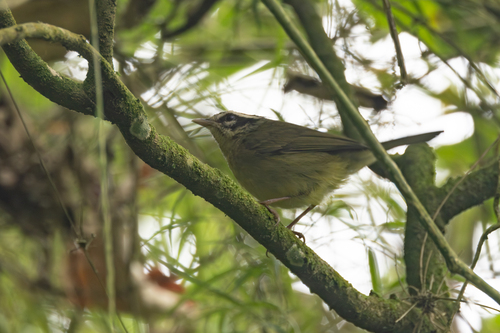 Three-striped Warbler (Basileuterus tristriatus), photo 2
