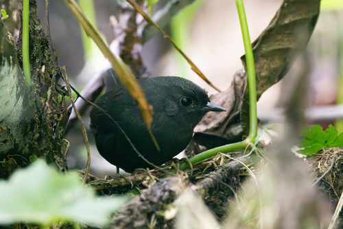 Blackish Tapaculo (Scytalopus latrans)