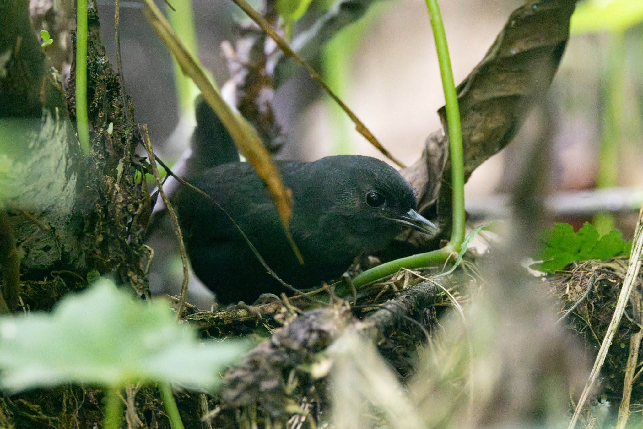 Blackish Tapaculo (Scytalopus latrans), photo 3