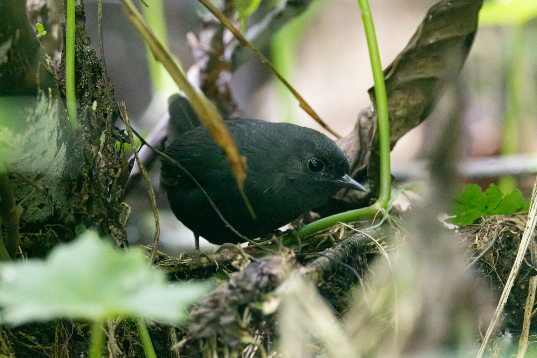 Blackish Tapaculo (Scytalopus latrans), photo 2