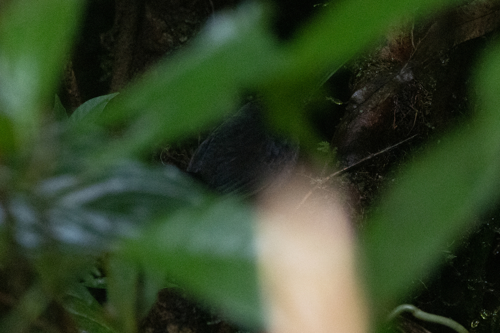 Long-tailed Tapaculo