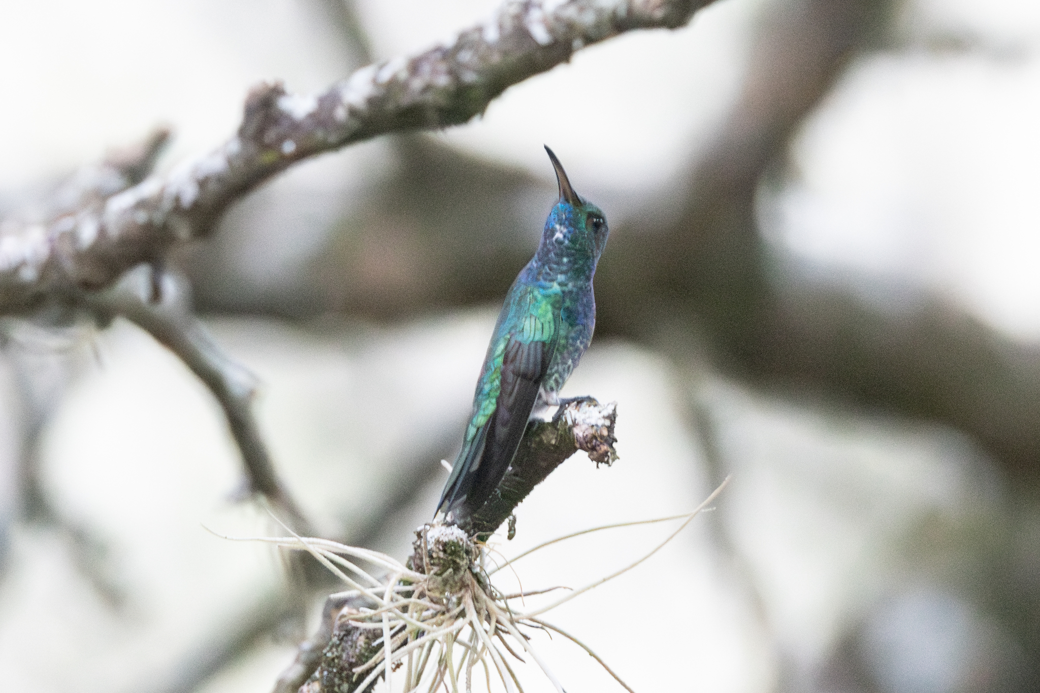Shining-green Hummingbird (Chrysuronia goudoti), photo 3