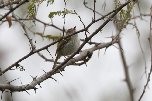 Pale-eyed Pygmy Tyrant (Atalotriccus pilaris), photo 6