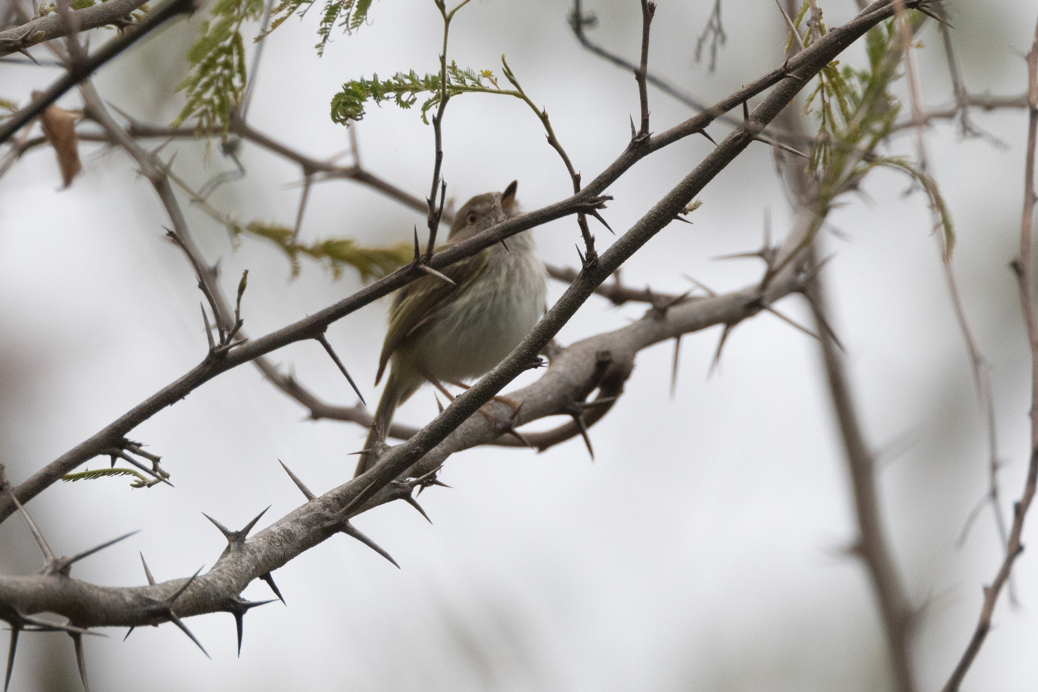 Pale-eyed Pygmy Tyrant (Atalotriccus pilaris), photo 7