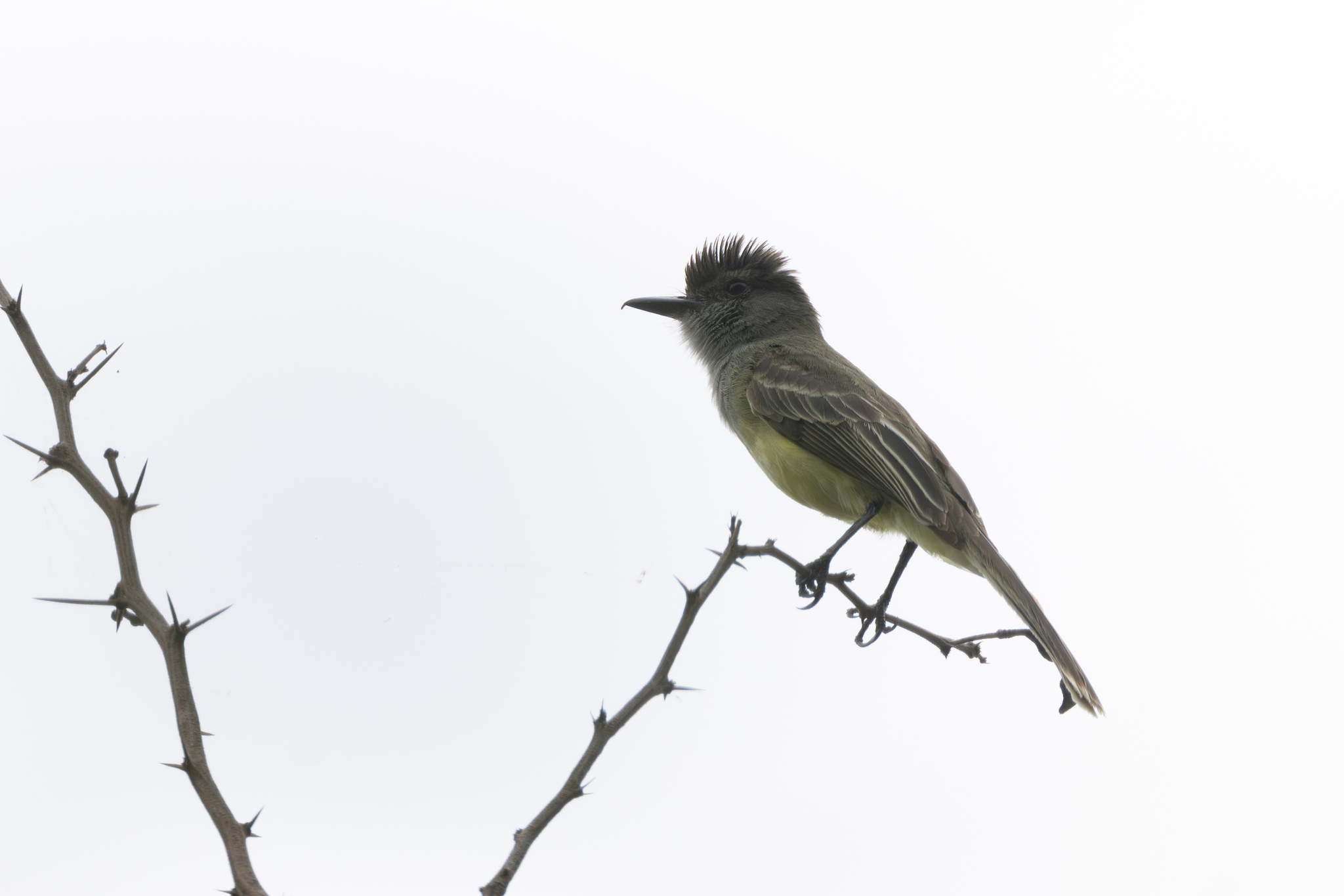 Apical Flycatcher (Myiarchus apicalis), photo 2