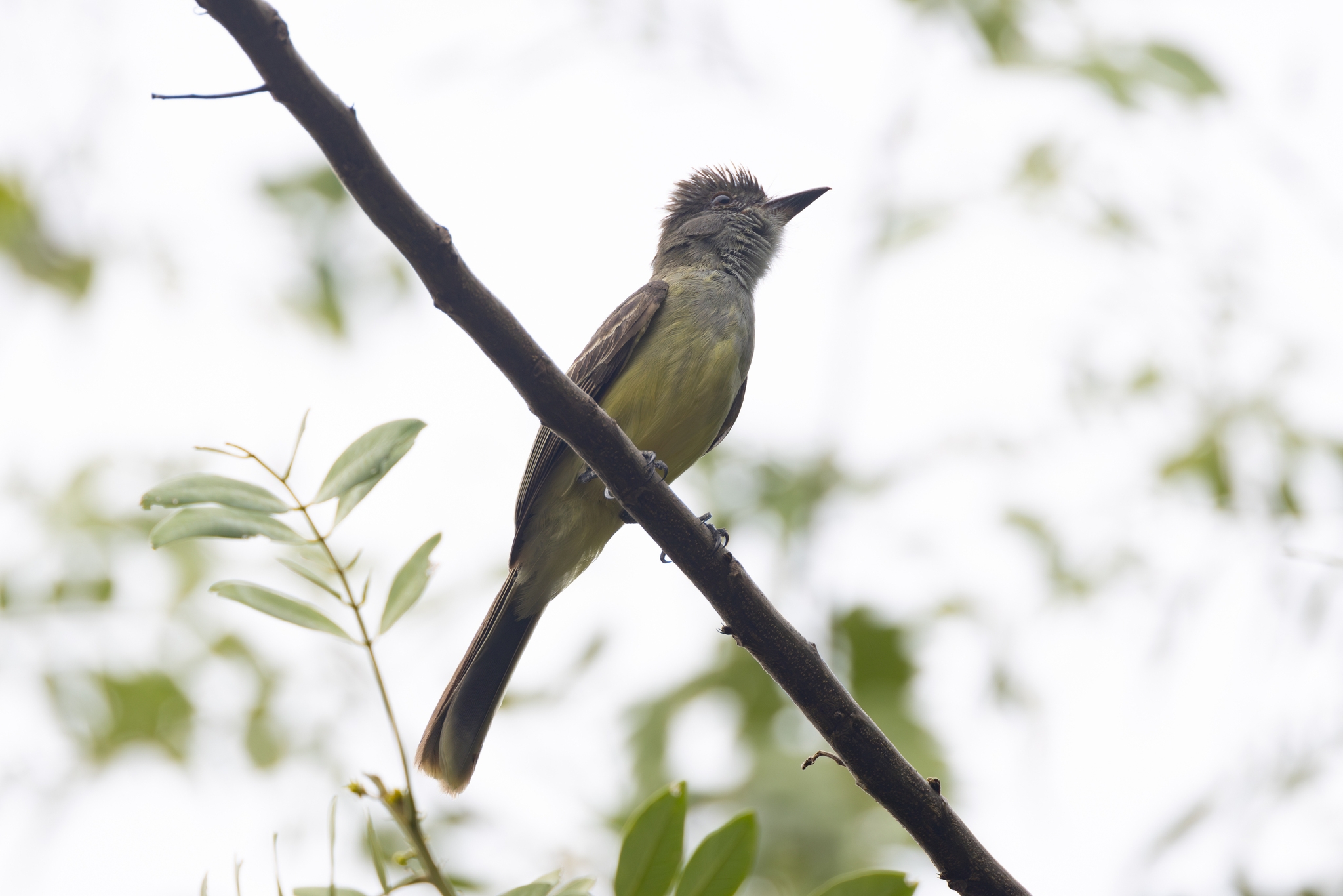 Apical Flycatcher (Myiarchus apicalis), photo 3