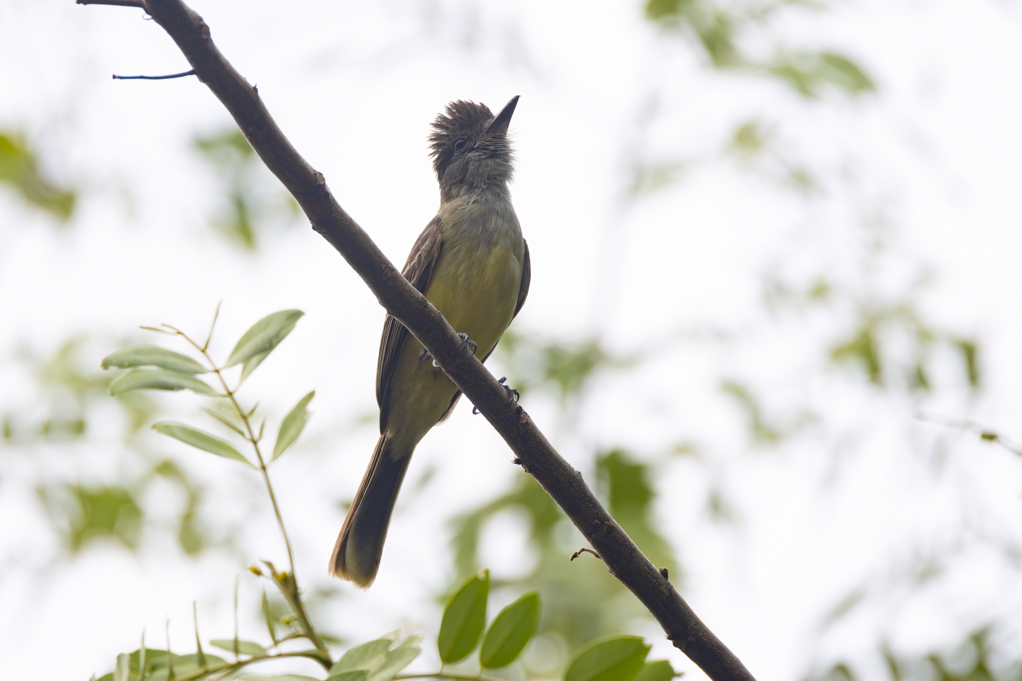 Apical Flycatcher (Myiarchus apicalis), photo 4