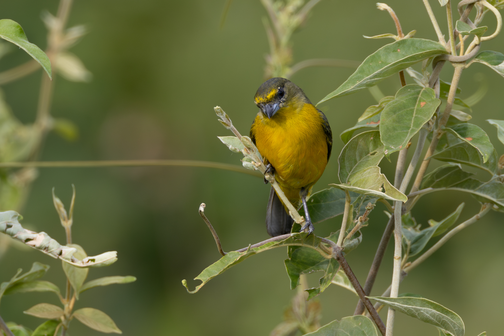 Velvet-fronted Euphonia (Euphonia concinna), photo 3