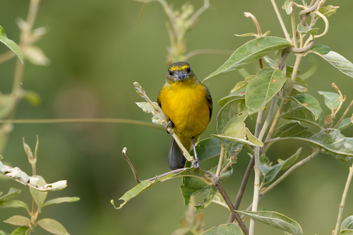 Velvet-fronted Euphonia (Euphonia concinna), photo 4