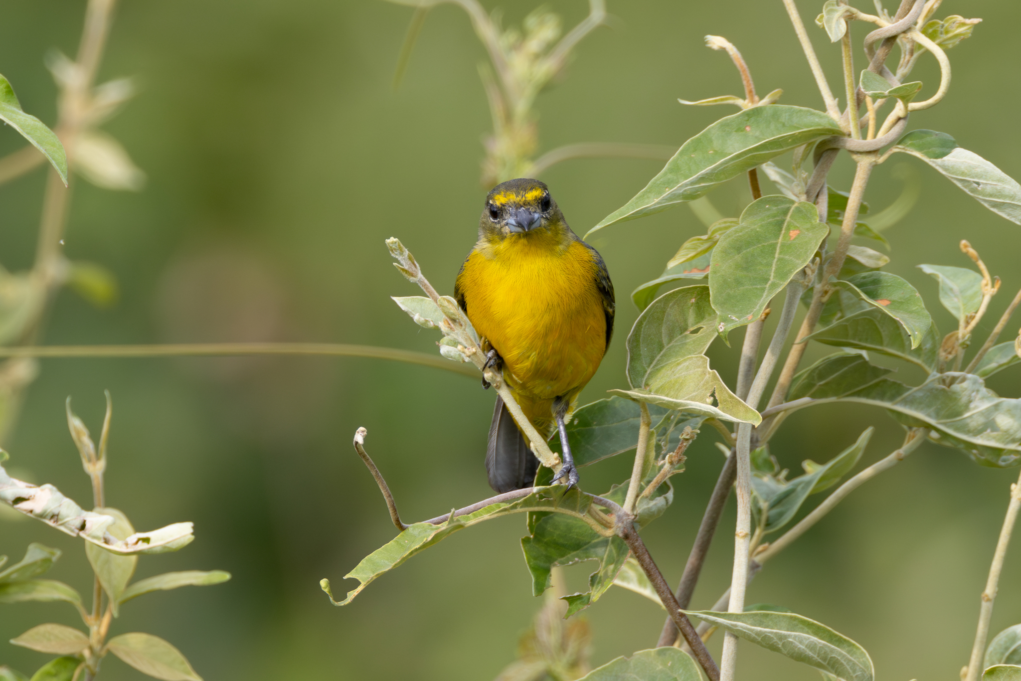 Velvet-fronted Euphonia (Euphonia concinna), photo 4