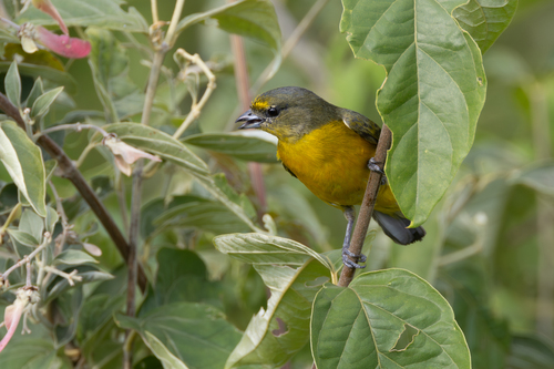 Velvet-fronted Euphonia (Euphonia concinna), photo 10