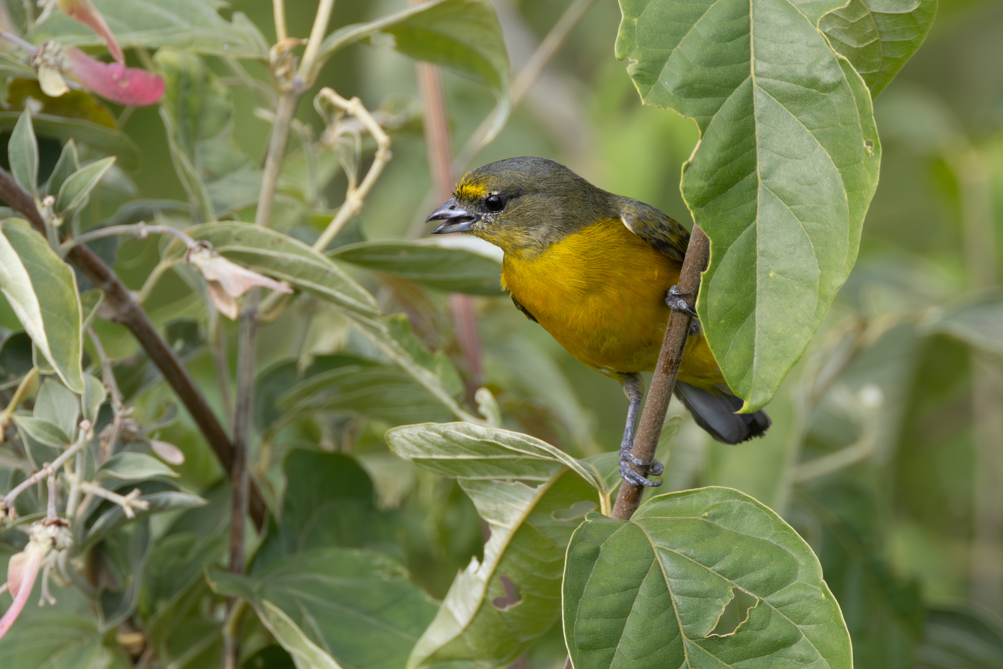 Velvet-fronted Euphonia (Euphonia concinna), photo 10