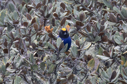 Golden-crowned Tanager (Iridosornis rufivertex), photo 7