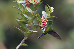 Coppery-Bellied Puffleg photo 3