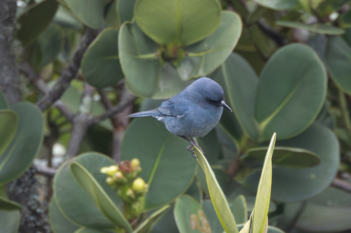 Bluish Flowerpiercer (Diglossa caerulescens), photo 4