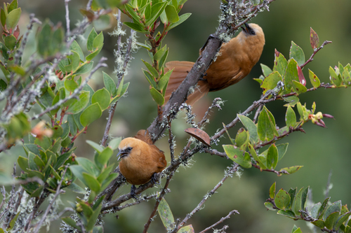 Rufous Wren (Cinnycerthia unirufa), photo 5