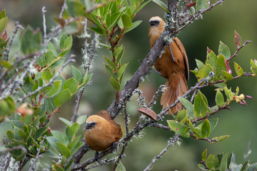 Rufous Wren (Cinnycerthia unirufa), photo 6
