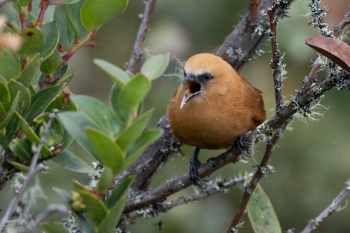 Rufous Wren (Cinnycerthia unirufa), photo 10