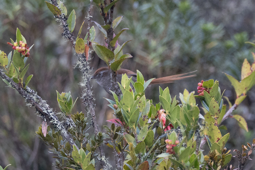White-chinned Thistletail (Asthenes fuliginosa), photo 3