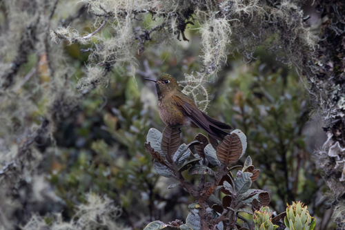 Bronze-tailed Thornbill (Chalcostigma heteropogon), photo 3
