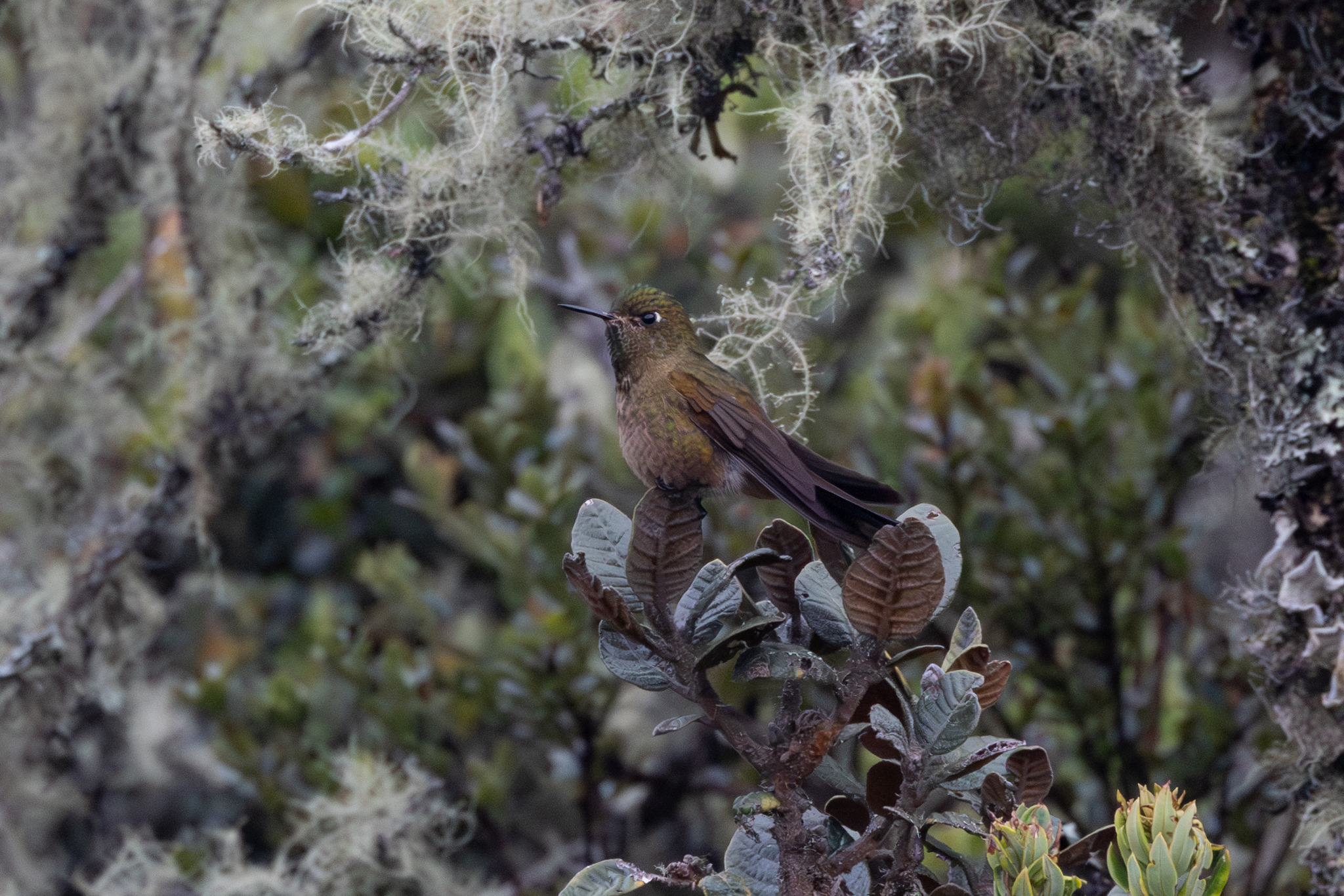 Bronze-tailed Thornbill (Chalcostigma heteropogon), photo 3