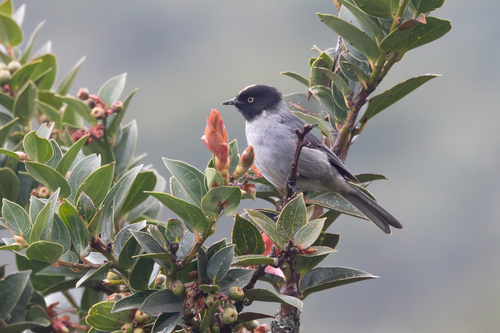 Black-headed Hemispingus (Pseudospingus verticalis), photo 4