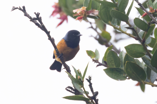 Blue-backed Conebill (Conirostrum sitticolor), photo 5
