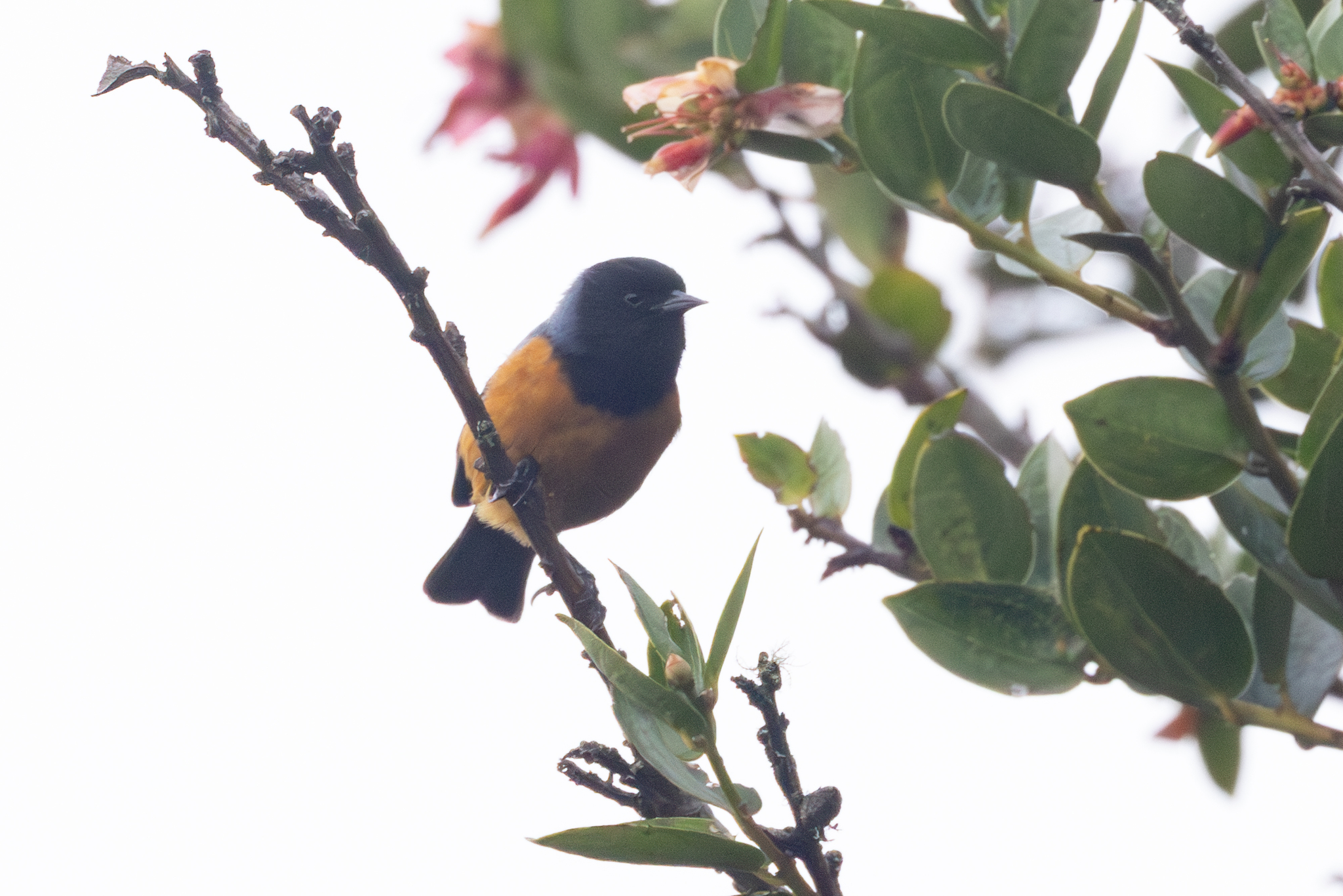 Blue-backed Conebill (Conirostrum sitticolor), photo 5