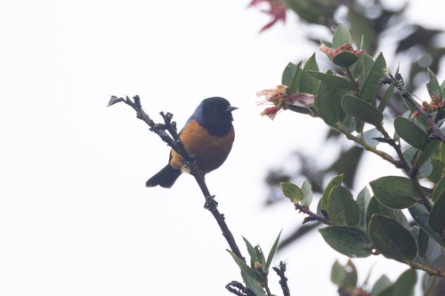 Blue-backed Conebill (Conirostrum sitticolor), photo 9
