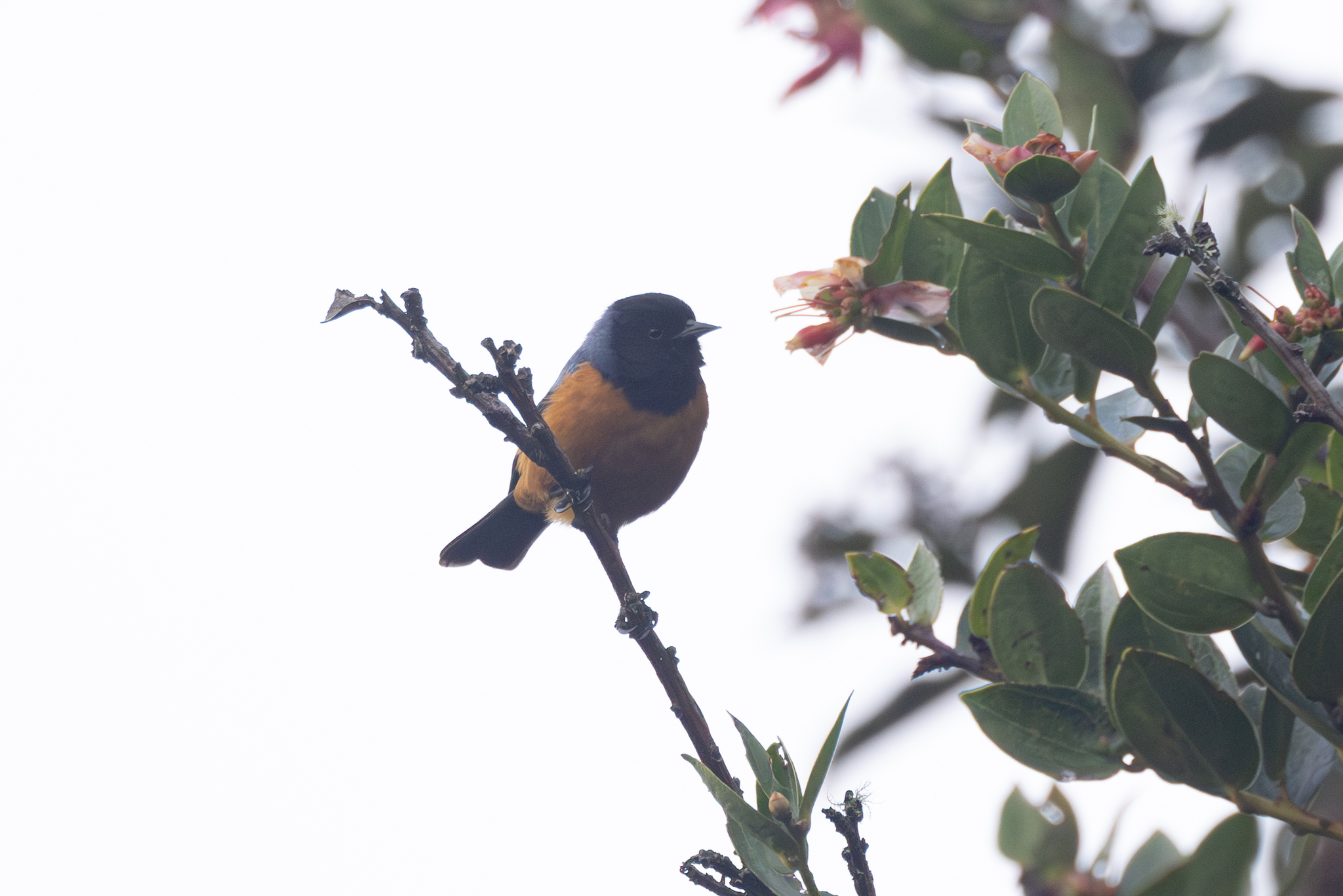 Blue-backed Conebill (Conirostrum sitticolor), photo 6