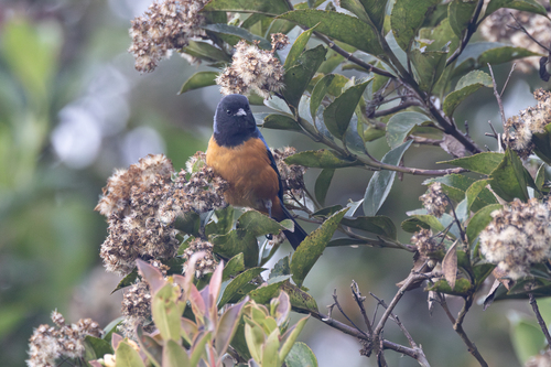 Blue-backed Conebill (Conirostrum sitticolor), photo 10