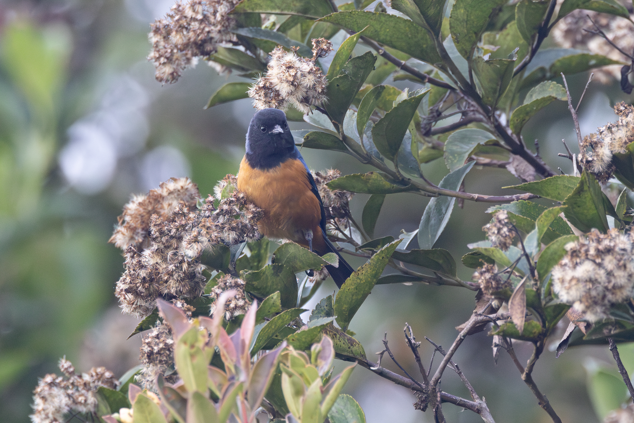 Blue-backed Conebill (Conirostrum sitticolor), photo 7