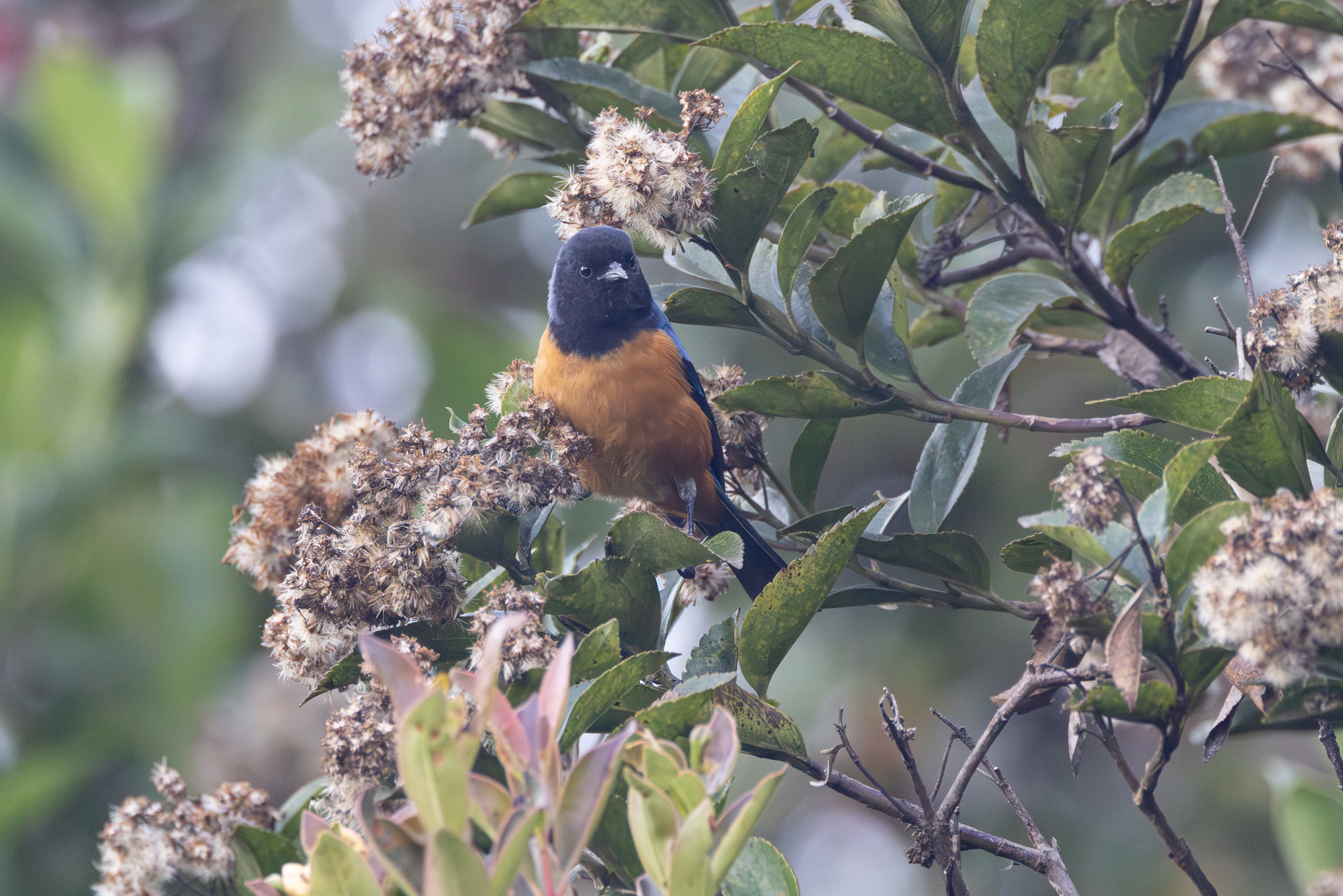 Blue-backed Conebill (Conirostrum sitticolor), photo 8