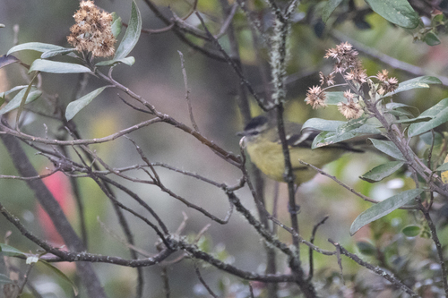 Black-capped Tyrannulet (Tyranniscus nigrocapillus), photo 10