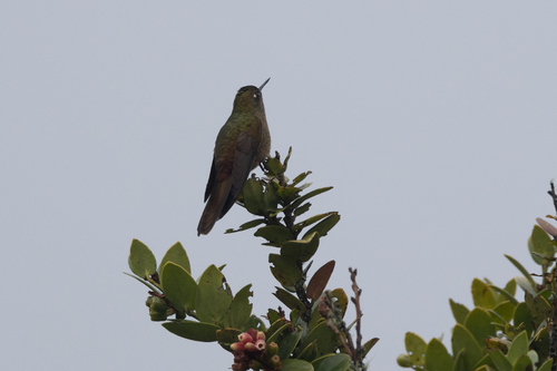 Bronze-tailed Thornbill (Chalcostigma heteropogon), photo 4