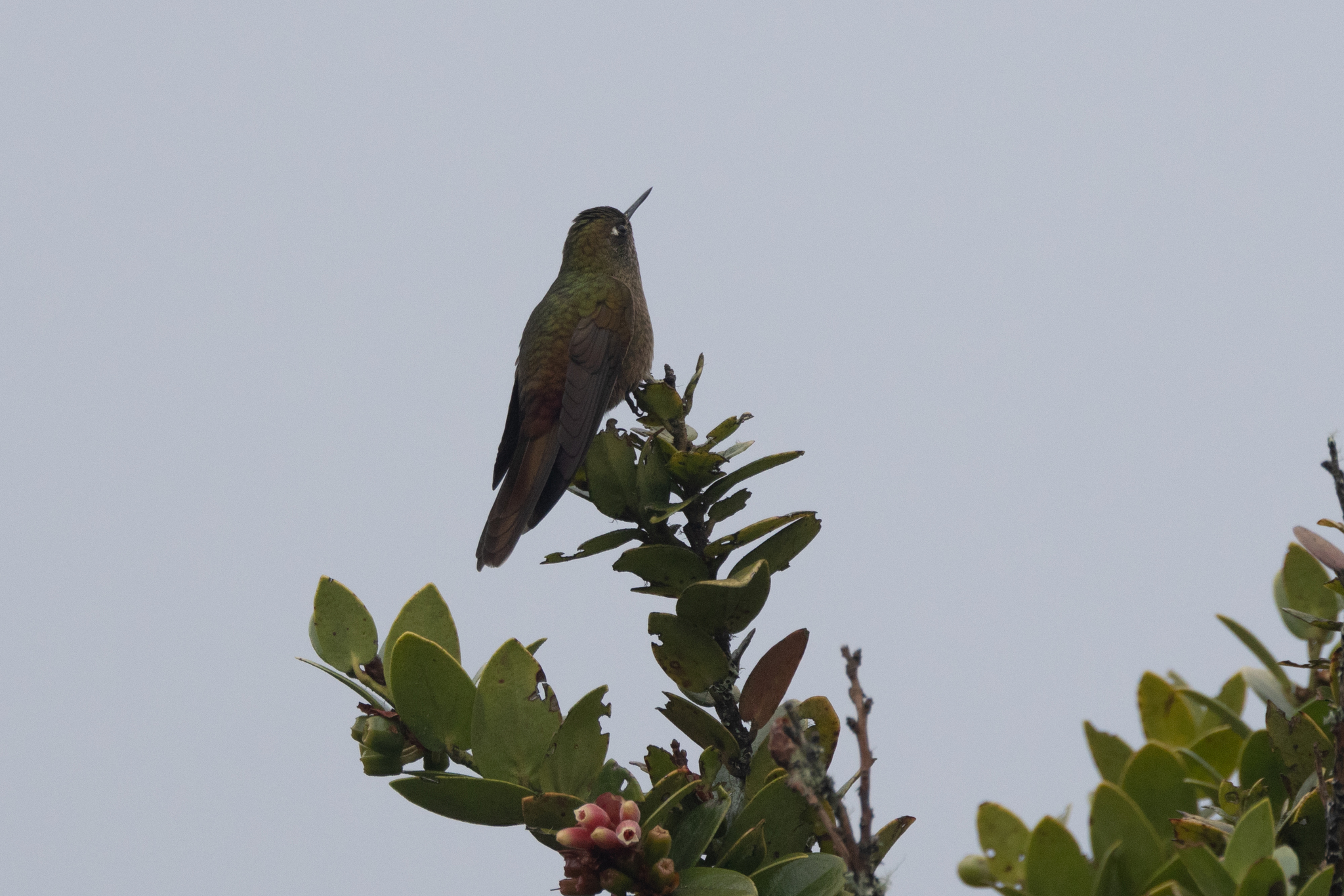Bronze-tailed Thornbill (Chalcostigma heteropogon), photo 4