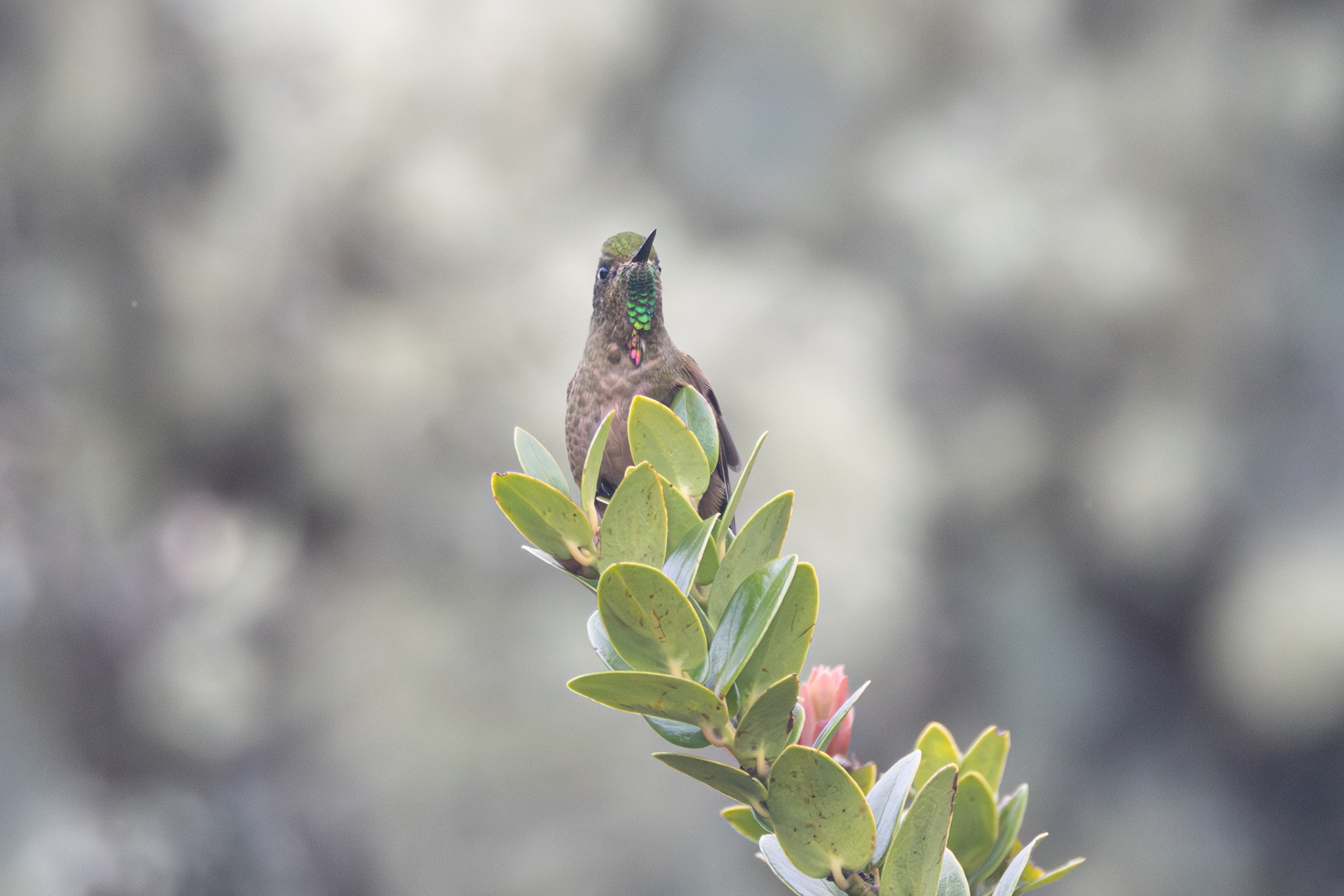 Bronze-tailed Thornbill (Chalcostigma heteropogon), photo 8