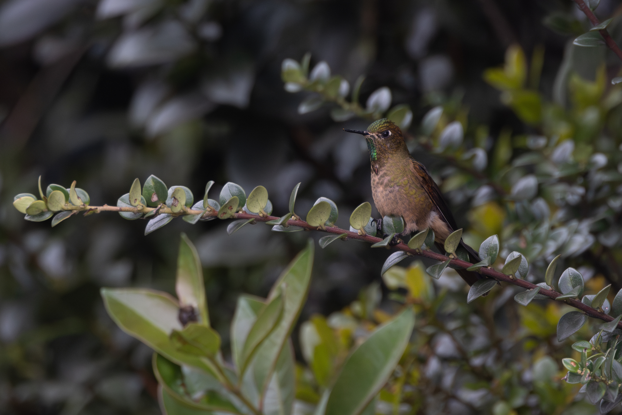 Bronze-tailed Thornbill (Chalcostigma heteropogon), photo 9